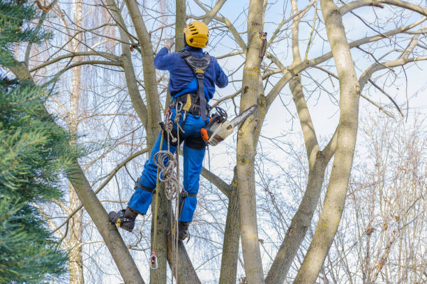 How Our Tree Care Process Works  in  Seminole, OK