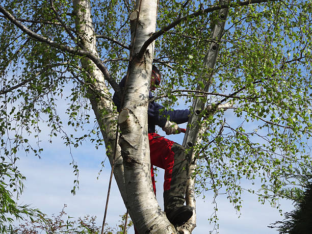 Best Tree Mulching  in Seminole, OK