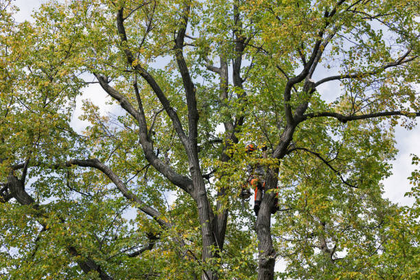 Seminole, OK Tree Care Company